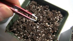 Выращивание каннабиса в помещении